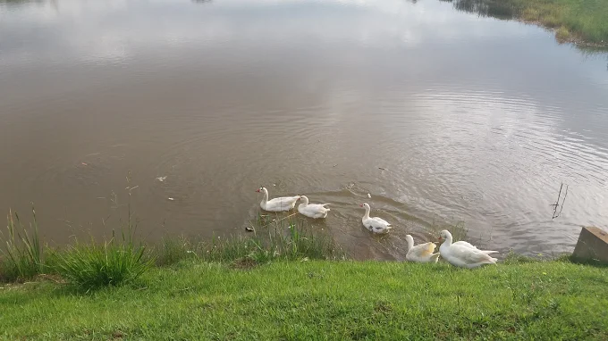 Terreno, 200 m² - Foto 8