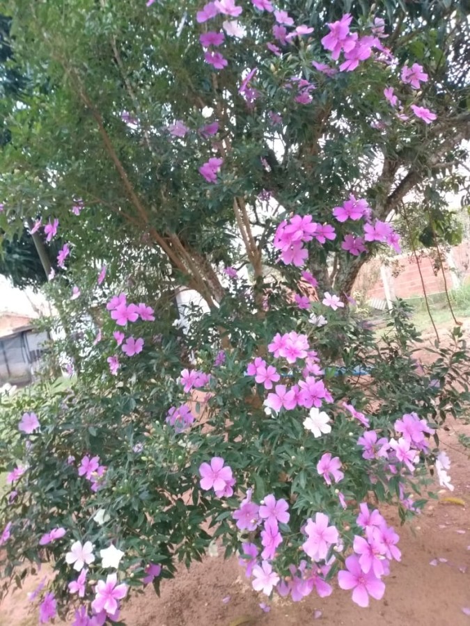 Chácara, 1800 m² - Foto 5