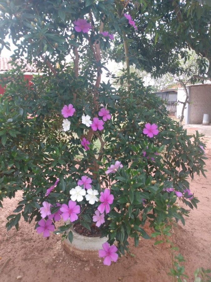 Chácara, 1800 m² - Foto 9