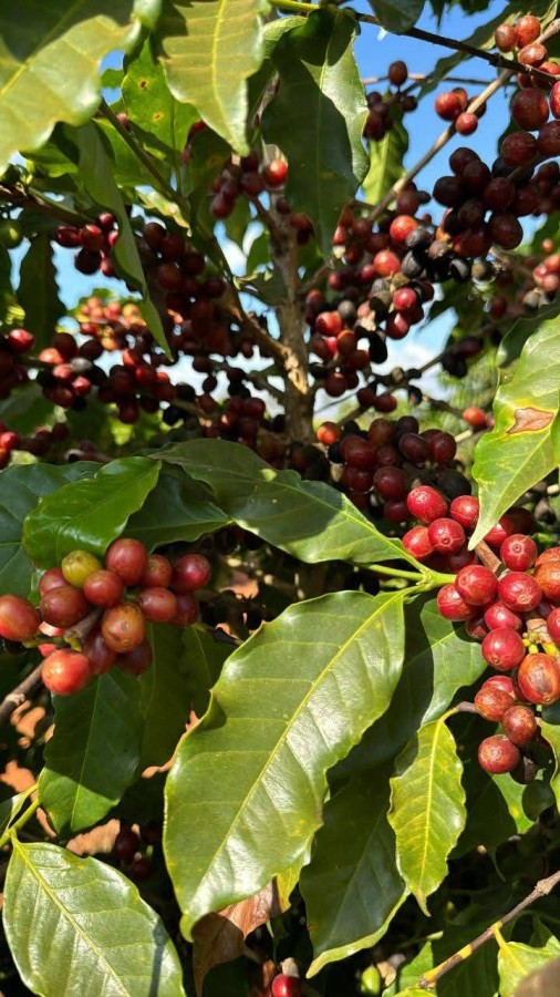 Fazenda, 130 m² - Foto 1