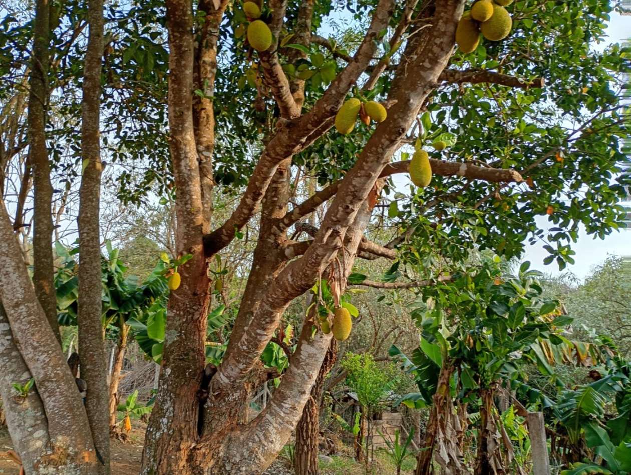 Terreno, 1000 m² - Foto 3